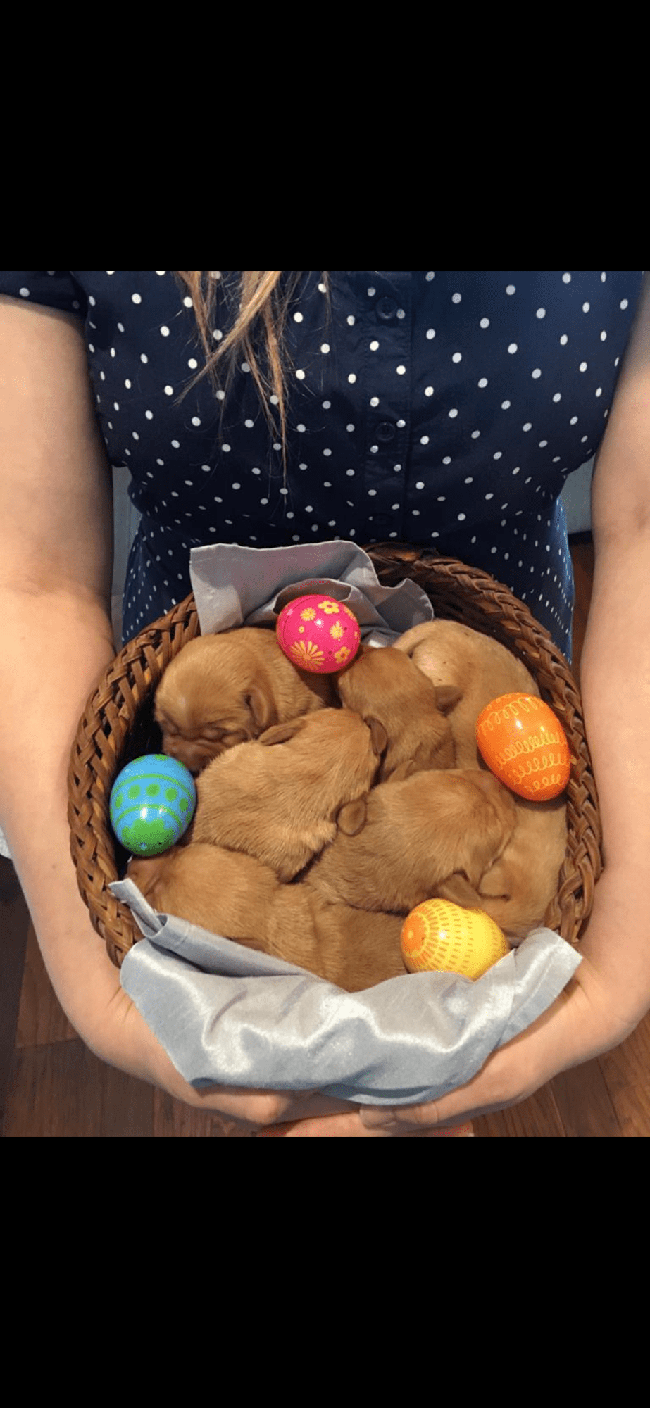 Cox Family Kennel…How it all&nbsp;began.